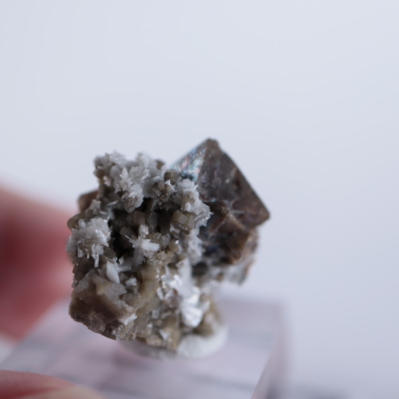 ���ʥ��������륳��