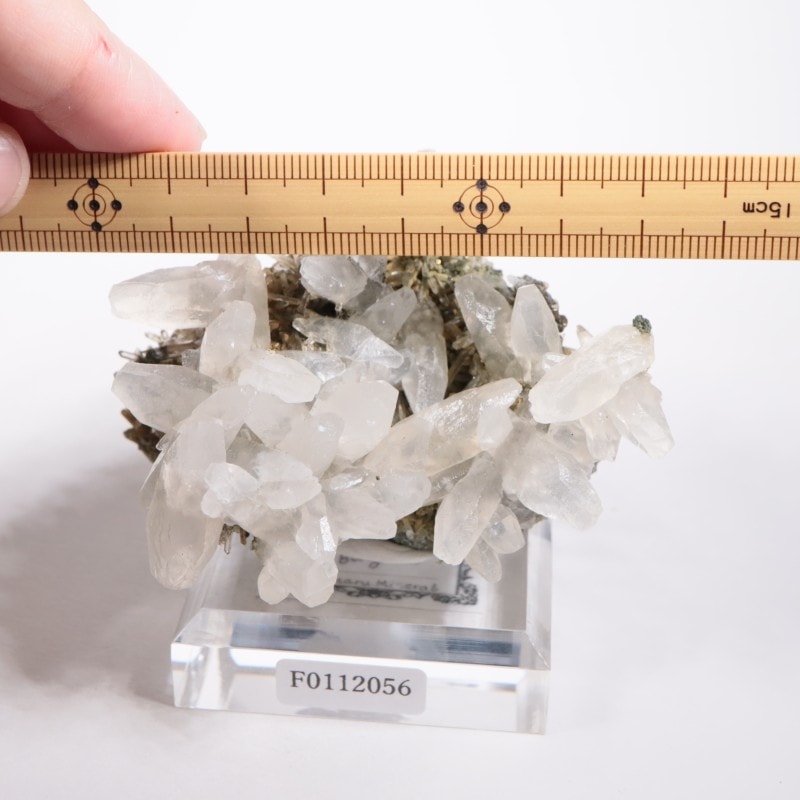 �֥륬�ꥢ�� ���륵���ȡ���������