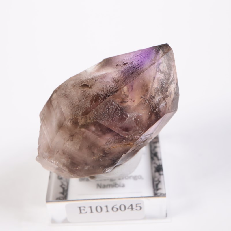 �֥��ɥС������������ꥢ�᥷����