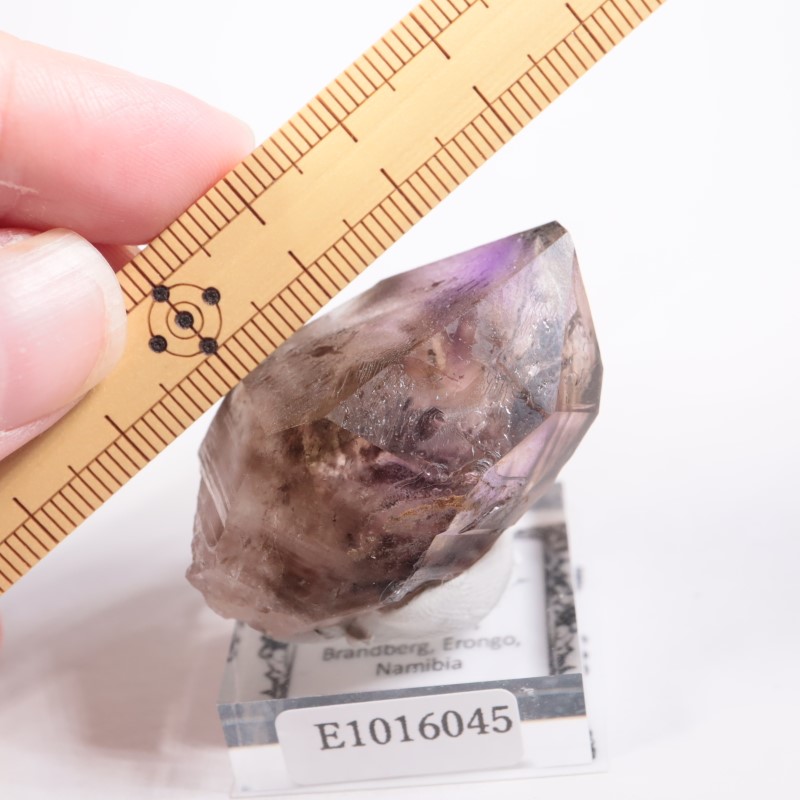 �֥��ɥС������������ꥢ�᥷����