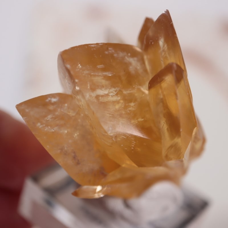 貝化石カルサイト | 鉱物標本,カ行,カルサイト/方解石 | ほたるみねら