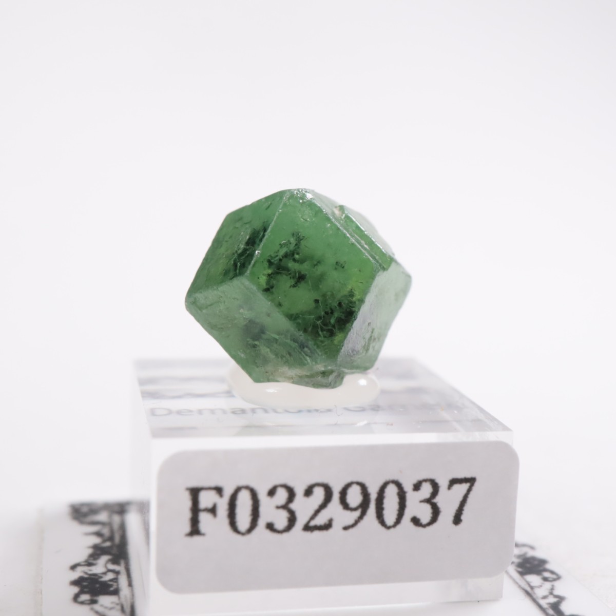 �ѥ������� �ǥޥ�ȥ��ɥ����ͥå�