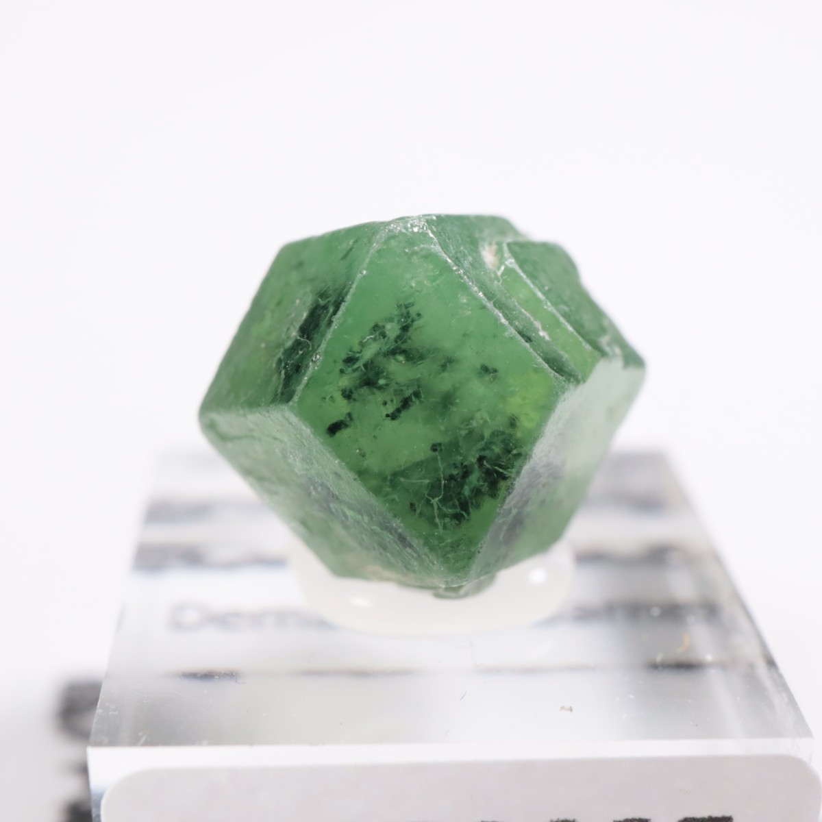 �ѥ������� �ǥޥ�ȥ��ɥ����ͥå�