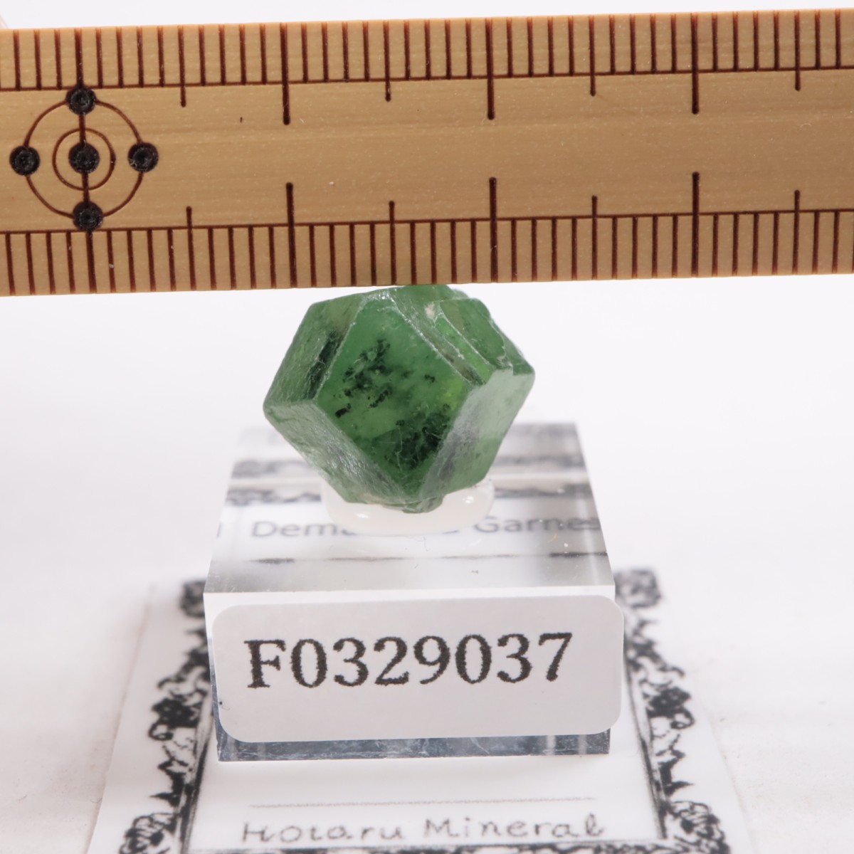 �ѥ������� �ǥޥ�ȥ��ɥ����ͥå�