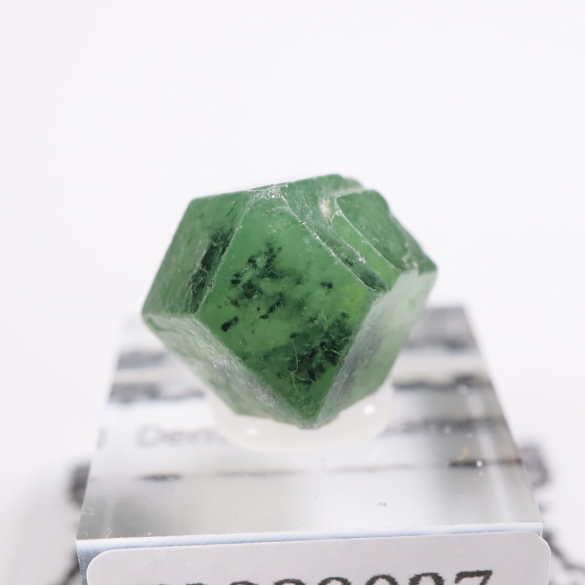 �ѥ������� �ǥޥ�ȥ��ɥ����ͥå�