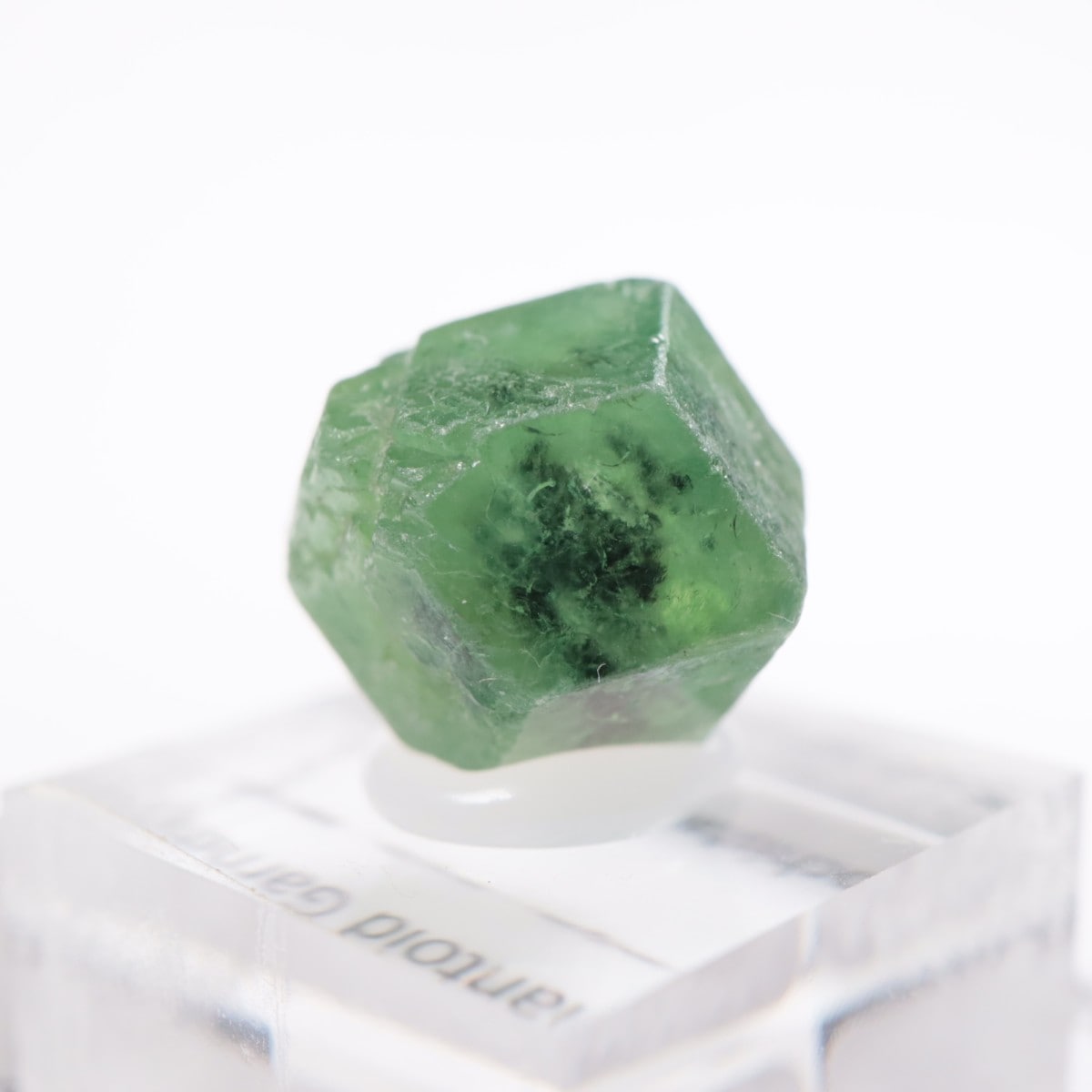 �ѥ������� �ǥޥ�ȥ��ɥ����ͥå�