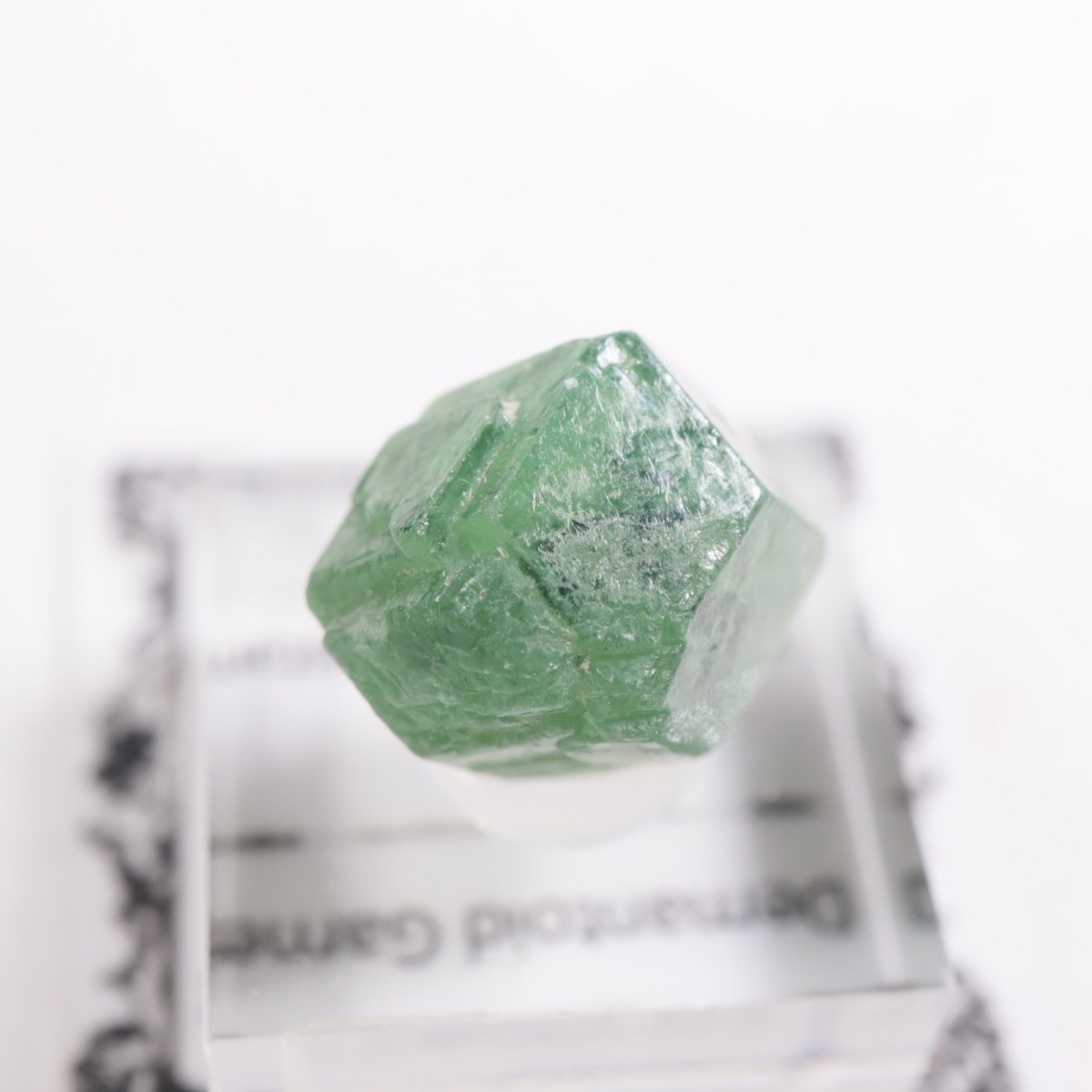 �ѥ������� �ǥޥ�ȥ��ɥ����ͥå�