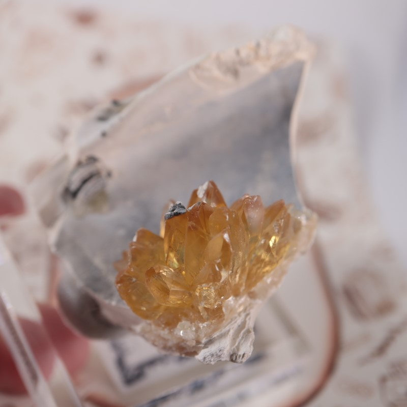 貝化石カルサイト | 鉱物標本,カ行,カルサイト/方解石 | ほたるみねら