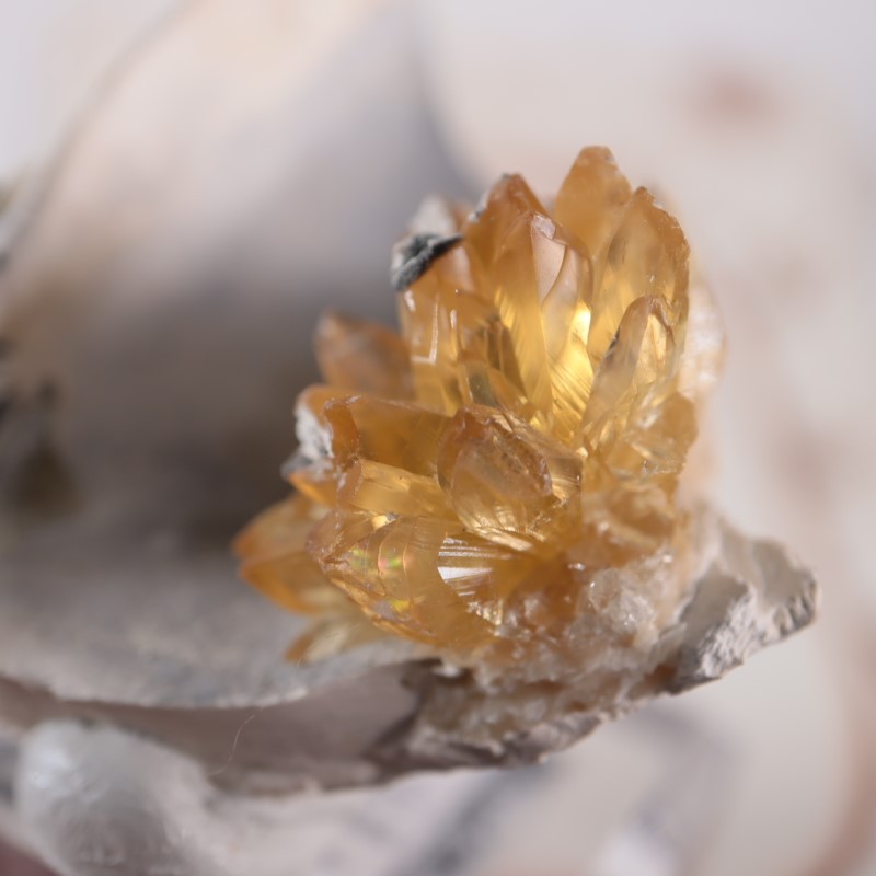 貝化石カルサイト | 鉱物標本,カ行,カルサイト/方解石 | ほたるみねら