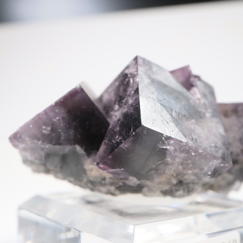 Purple Rain Pocket���ե����饤��