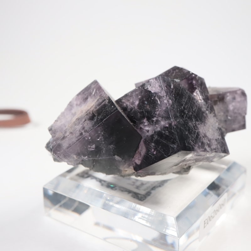 Purple Rain Pocket���ե����饤��