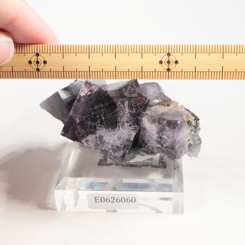 Purple Rain Pocket���ե����饤��