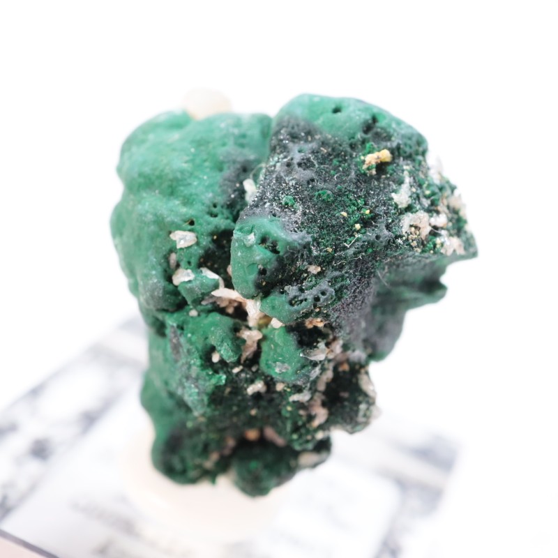 �������ȥ�ꥢ�� �ޥ饫���ȡ����륵����