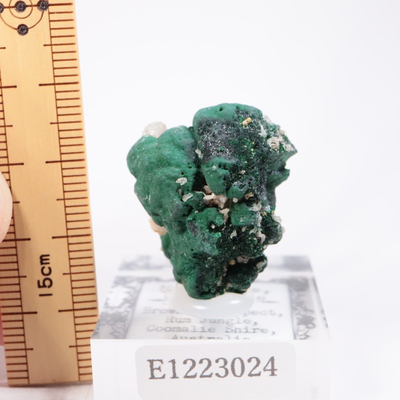 �������ȥ�ꥢ�� �ޥ饫���ȡ����륵����