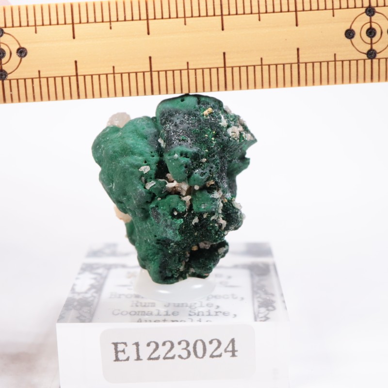 �������ȥ�ꥢ�� �ޥ饫���ȡ����륵����