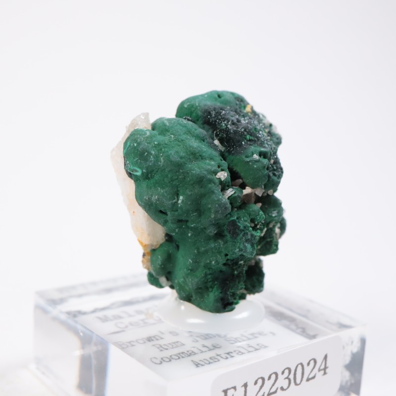 �������ȥ�ꥢ�� �ޥ饫���ȡ����륵����