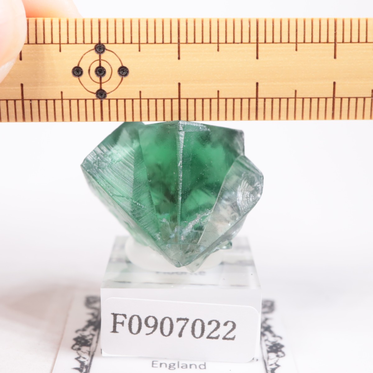 Greedy Hog Pocket�� �ե����饤��