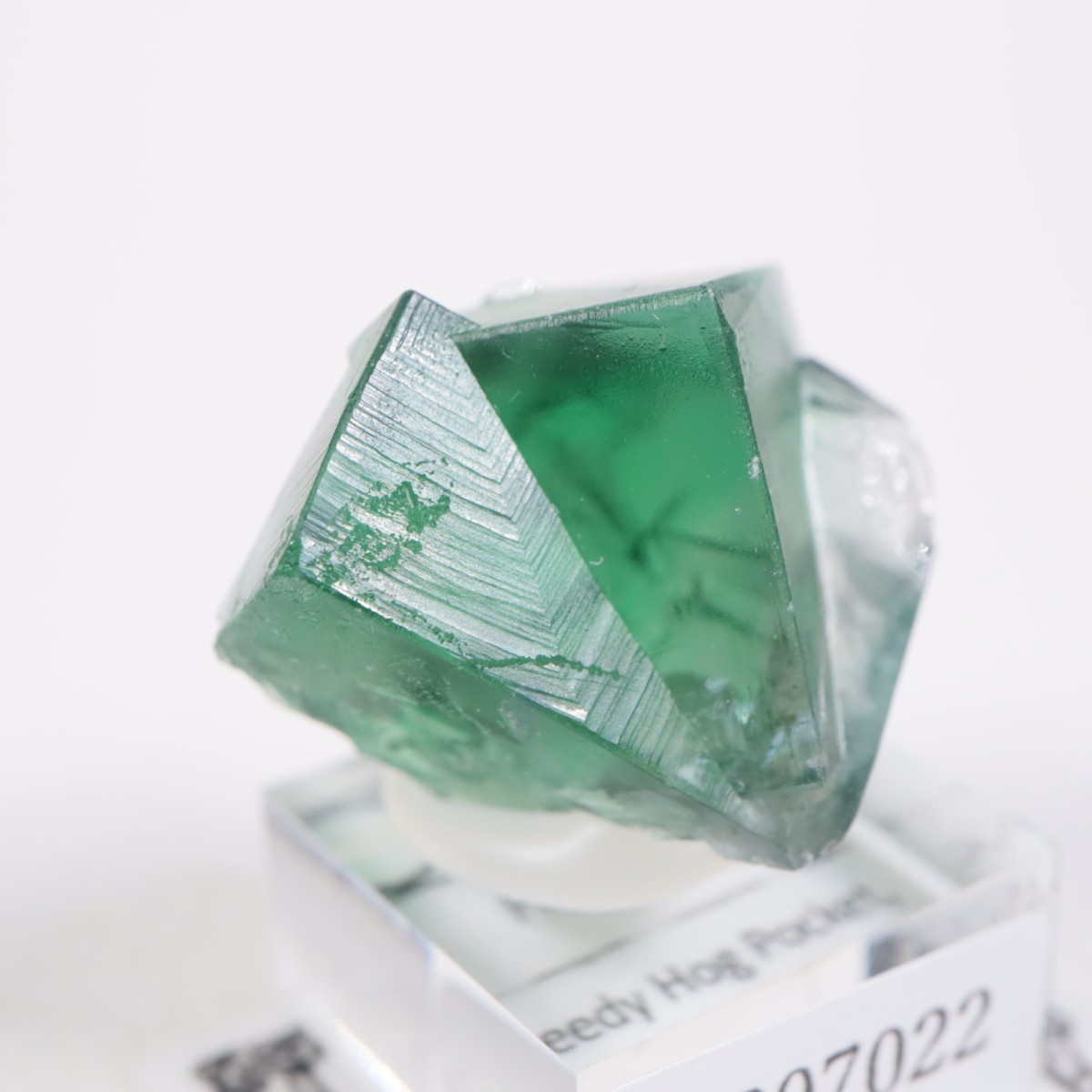 Greedy Hog Pocket�� �ե����饤��