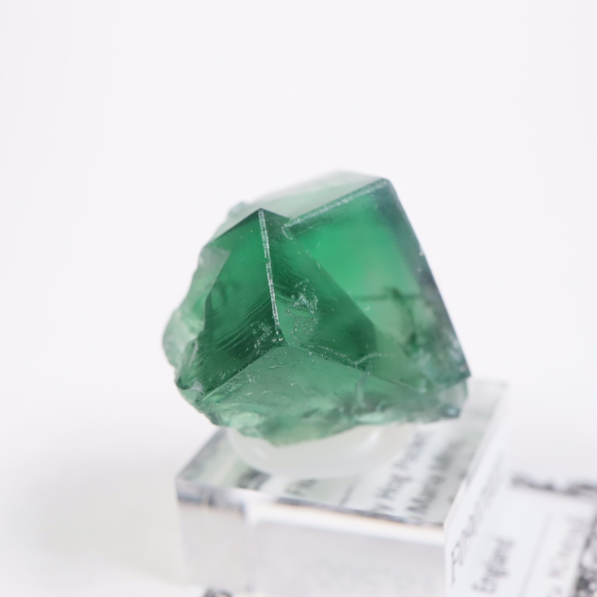 Greedy Hog Pocket�� �ե����饤��