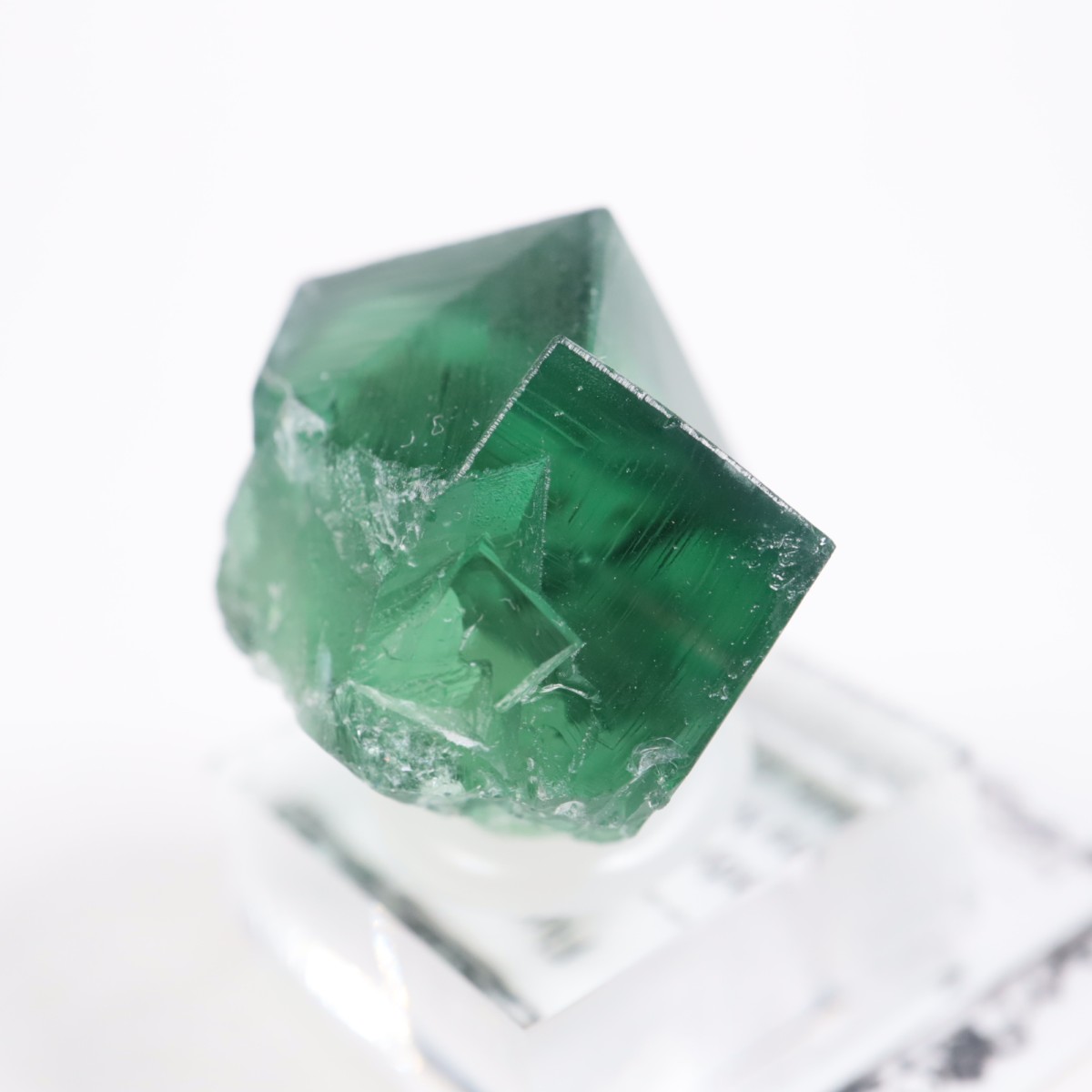 Greedy Hog Pocket�� �ե����饤��