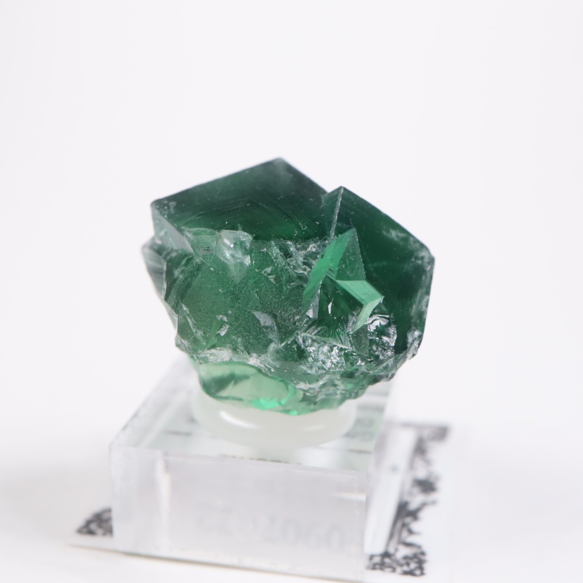 Greedy Hog Pocket�� �ե����饤��