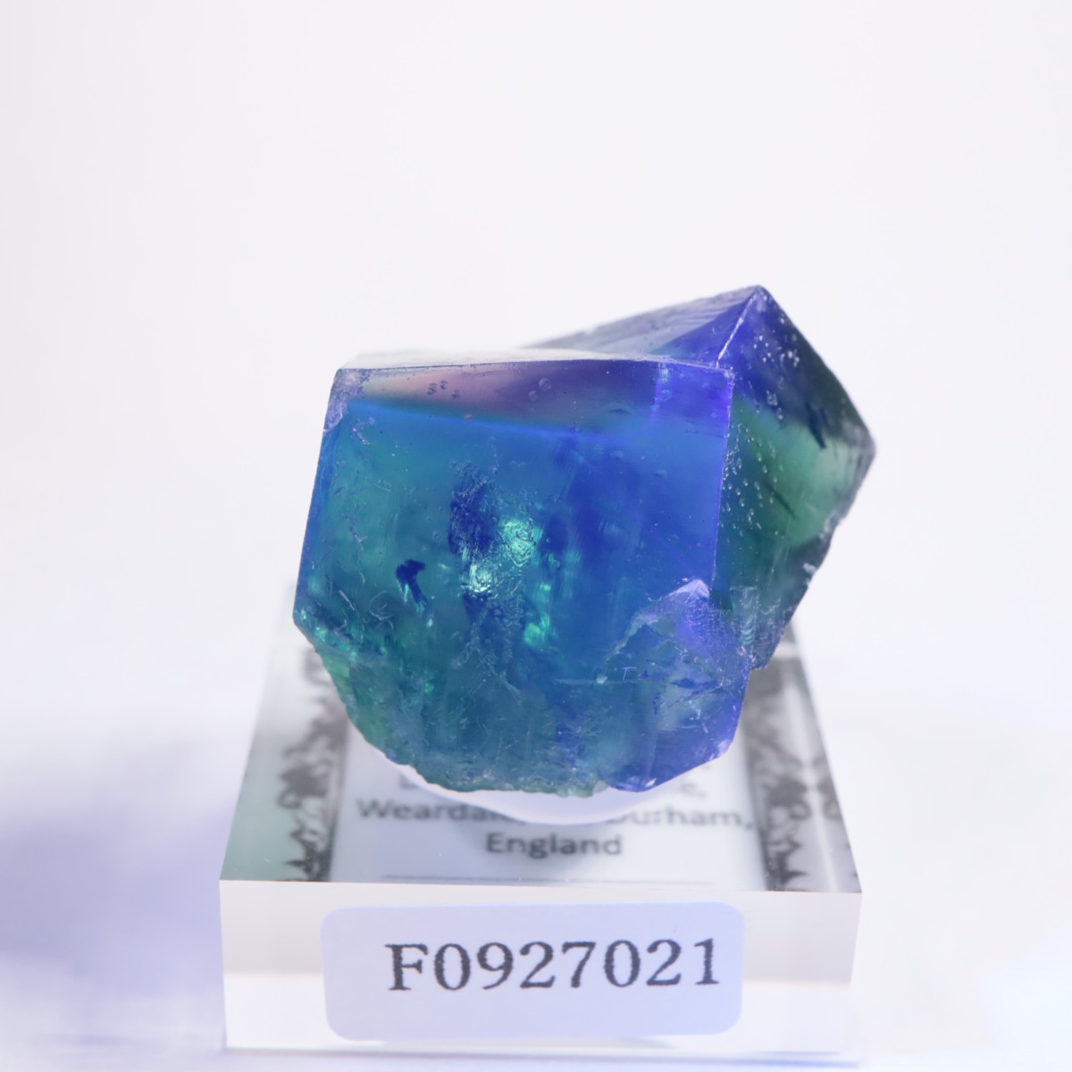 Greedy Hog Pocket�� �ե����饤��