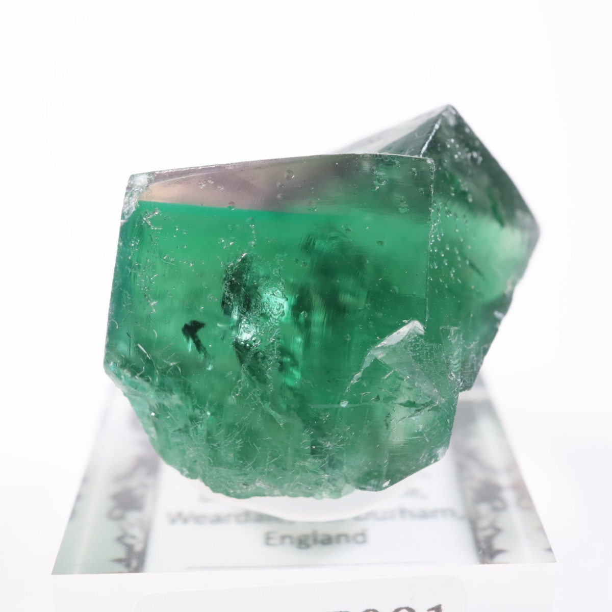 Greedy Hog Pocket�� �ե����饤��