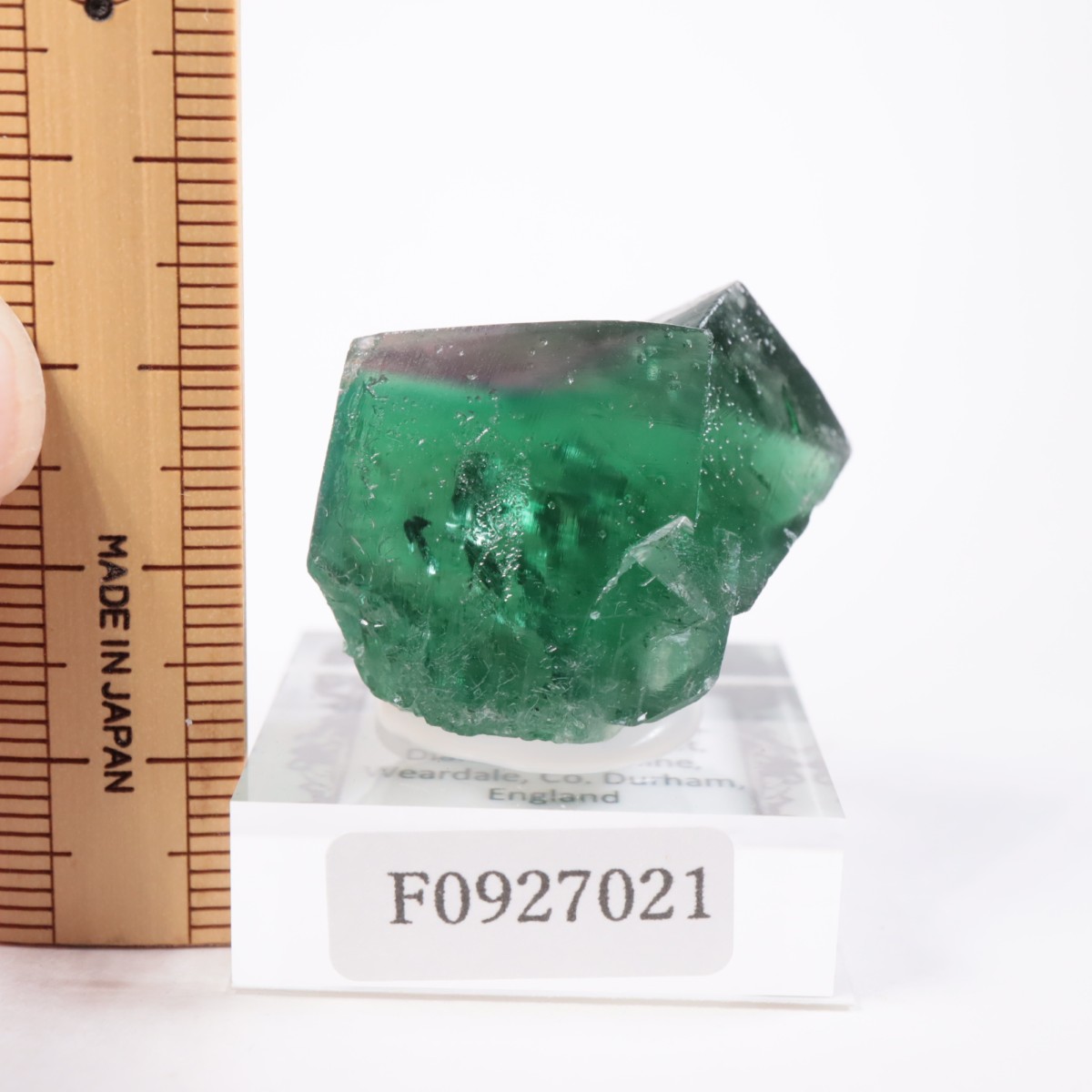 Greedy Hog Pocket�� �ե����饤��