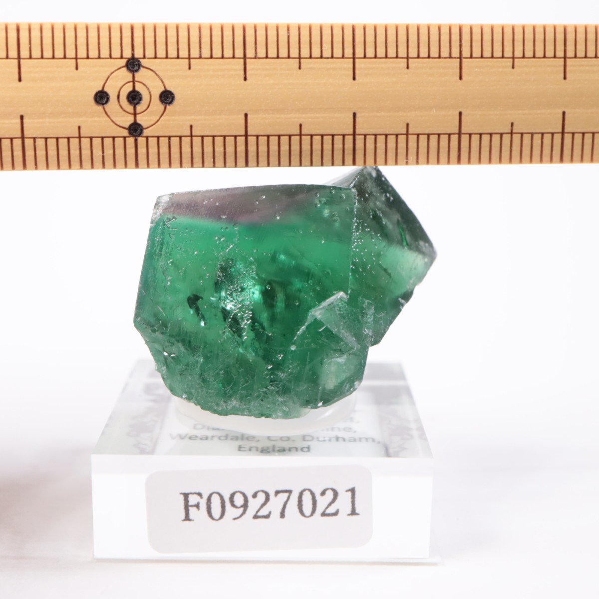 Greedy Hog Pocket�� �ե����饤��