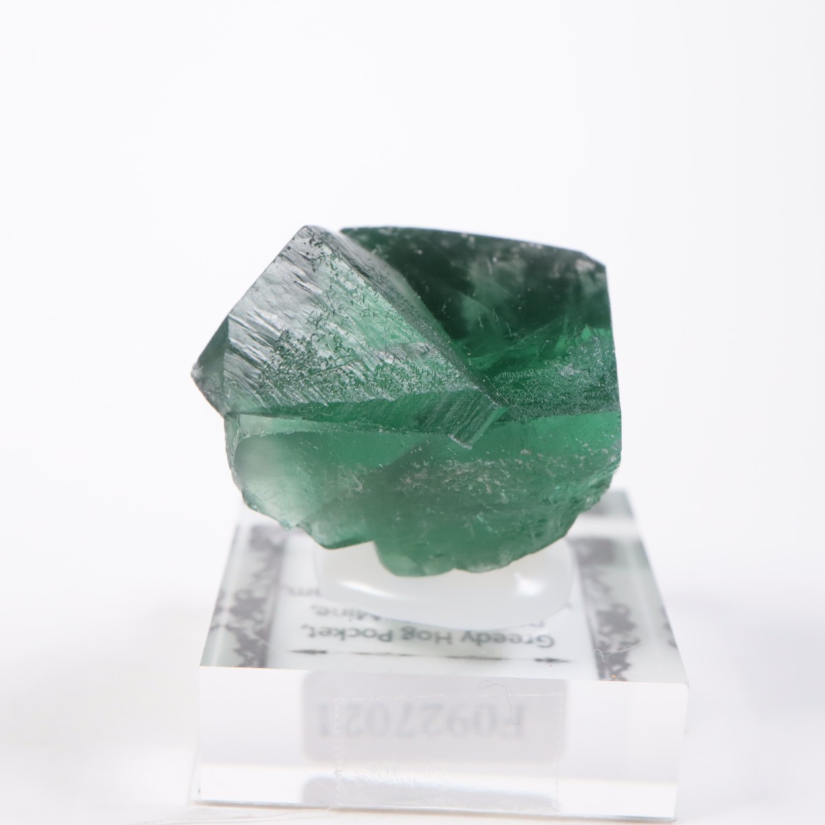 Greedy Hog Pocket�� �ե����饤��