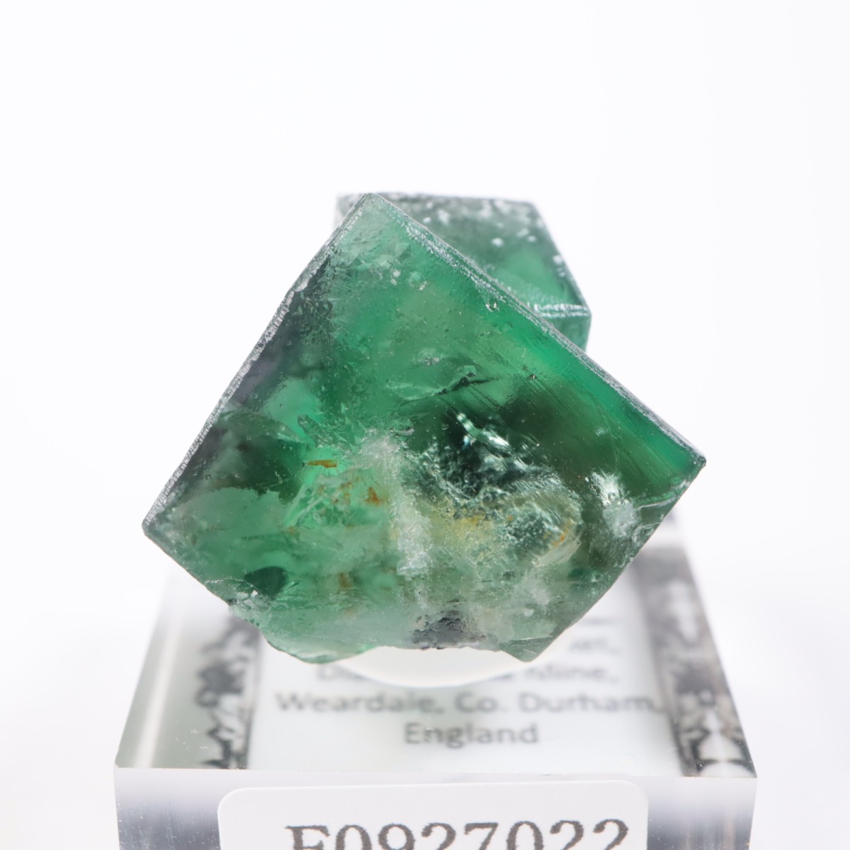 Greedy Hog Pocket�� �ե����饤��