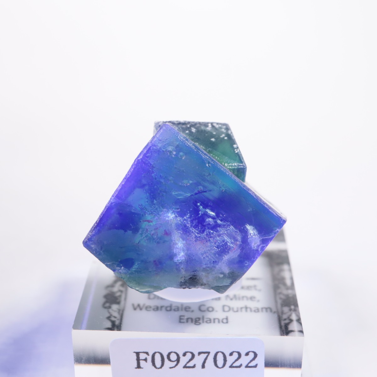 Greedy Hog Pocket�� �ե����饤��