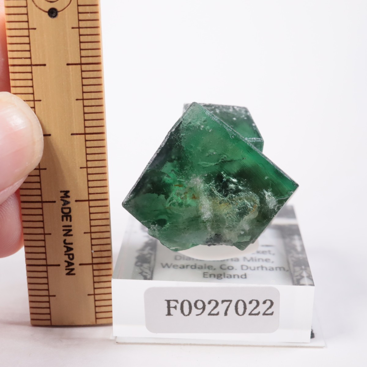 Greedy Hog Pocket�� �ե����饤��