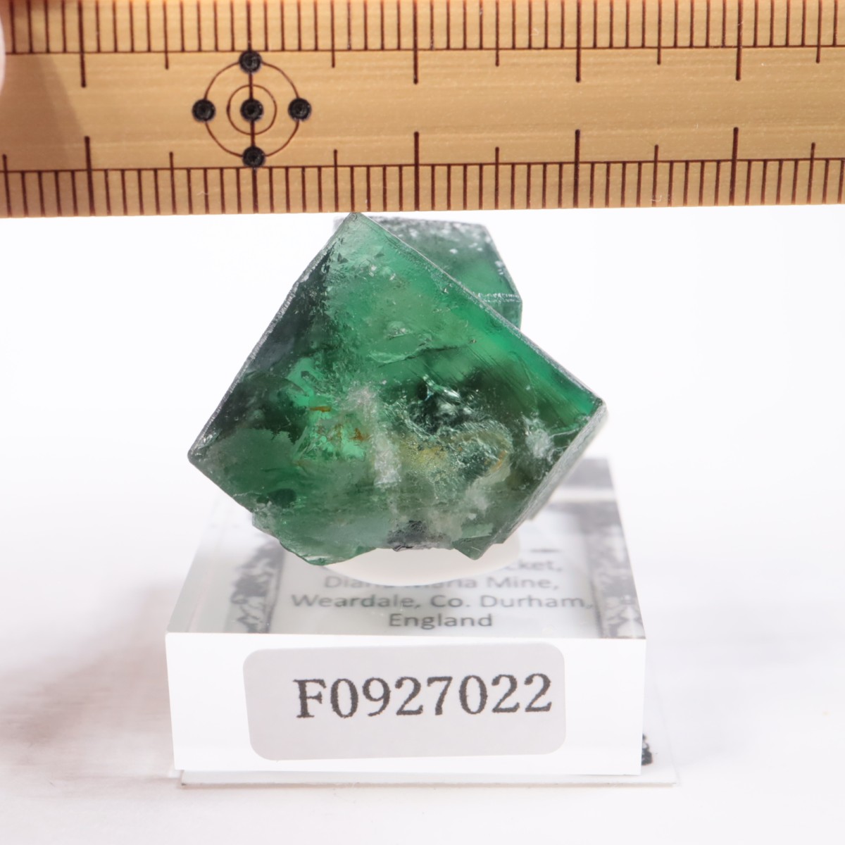 Greedy Hog Pocket�� �ե����饤��