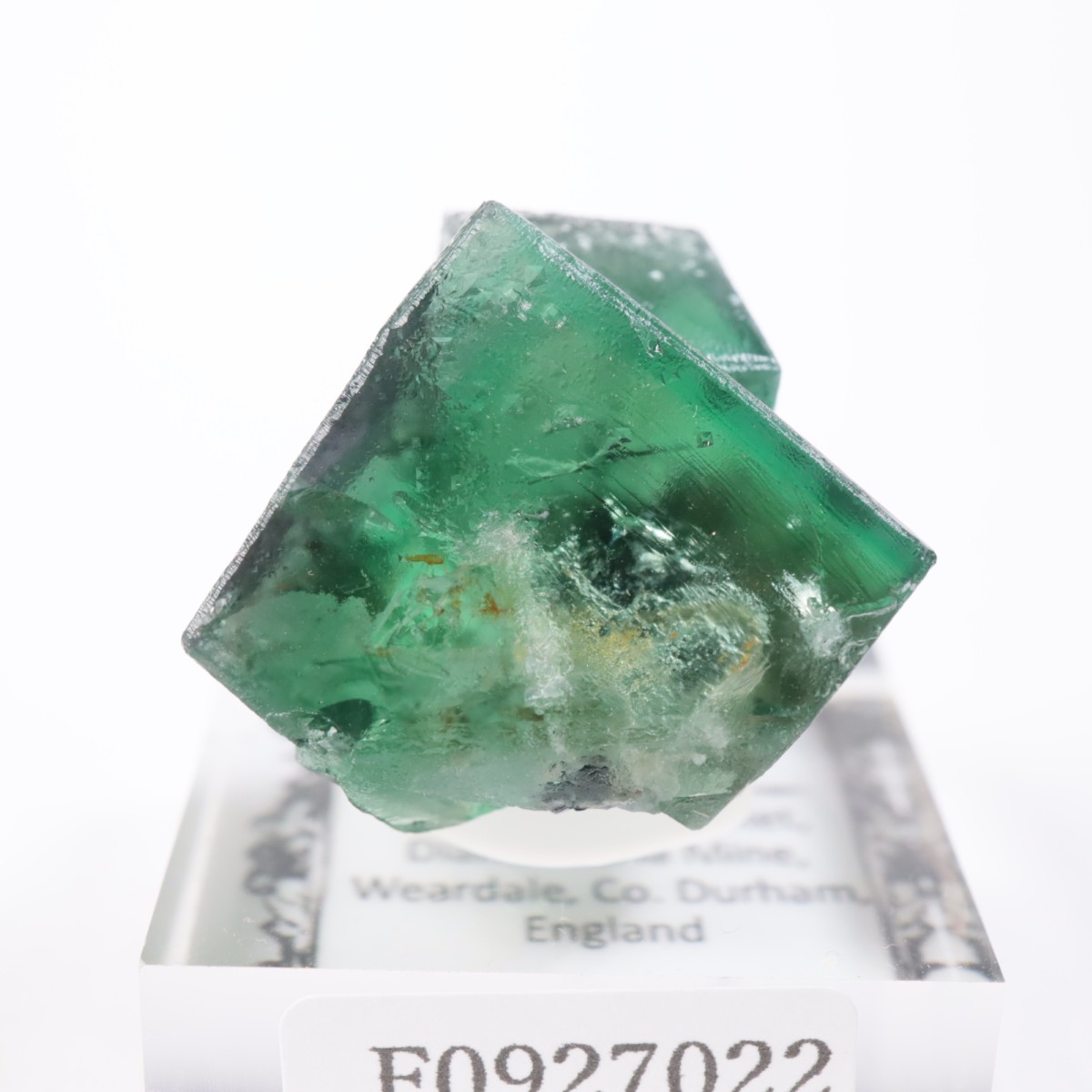 Greedy Hog Pocket�� �ե����饤��