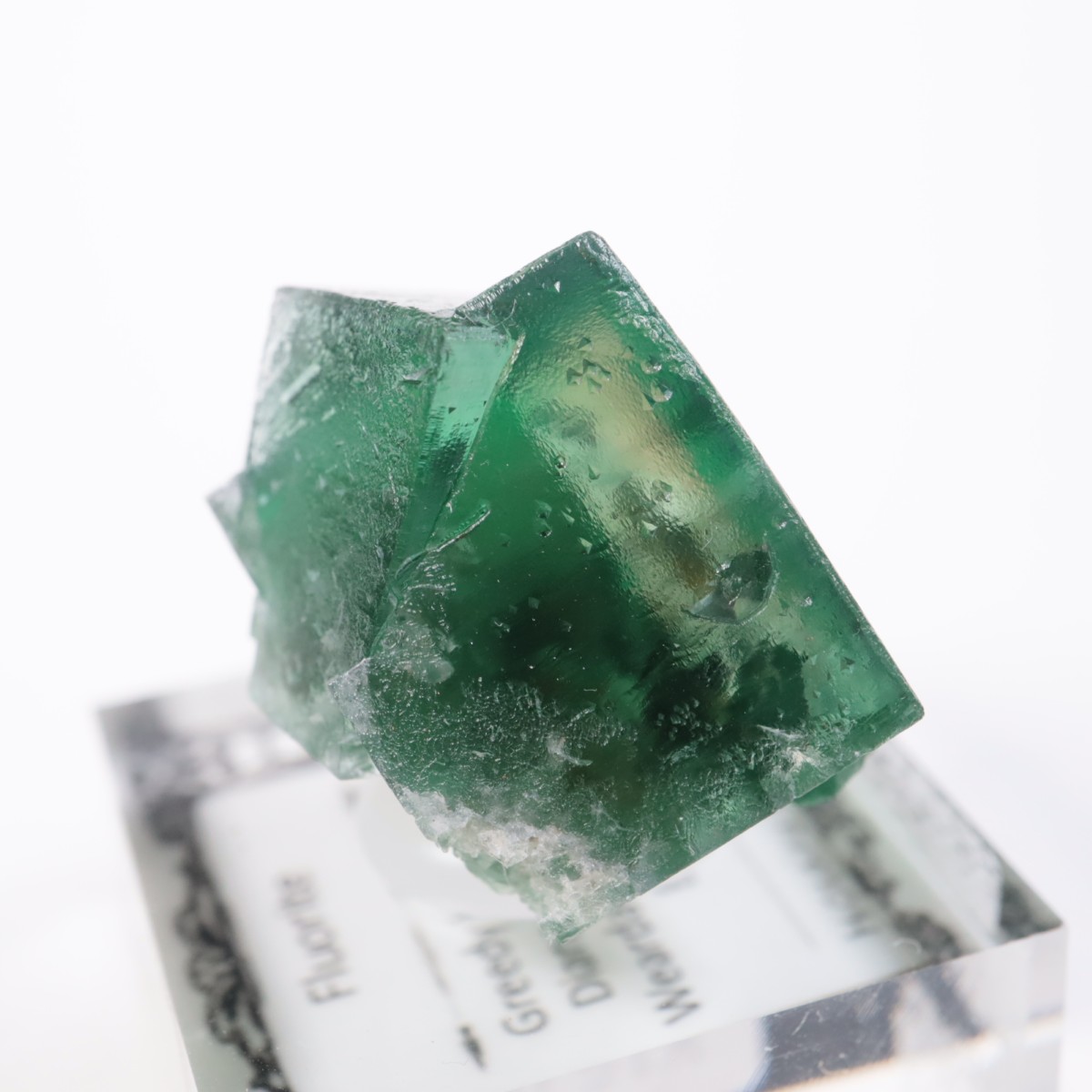 Greedy Hog Pocket�� �ե����饤��