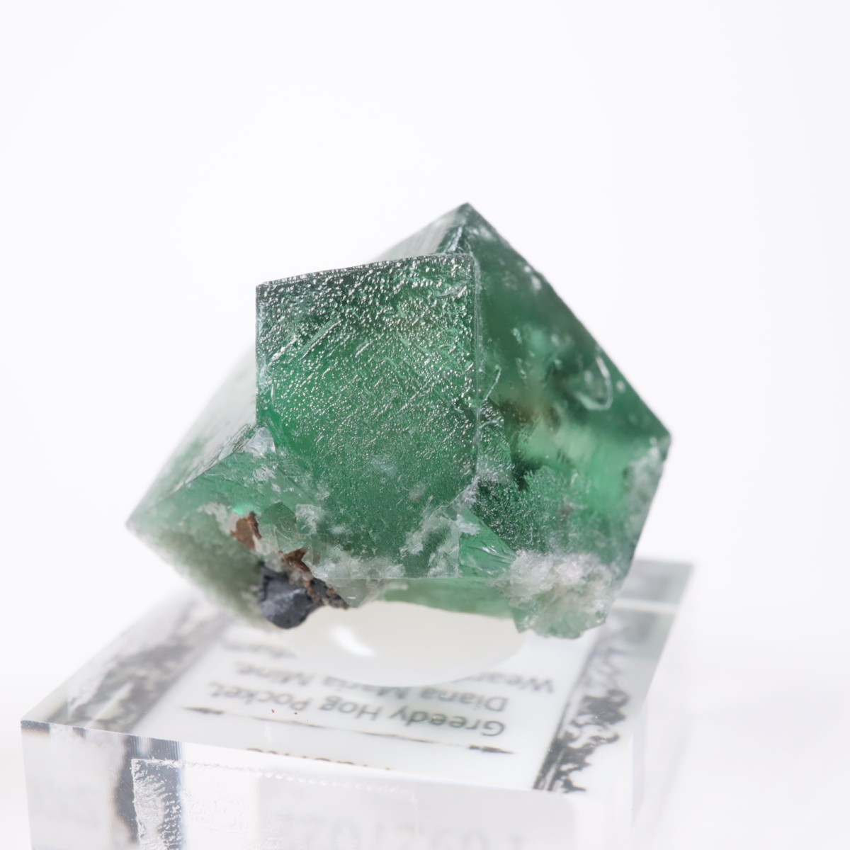 Greedy Hog Pocket�� �ե����饤��