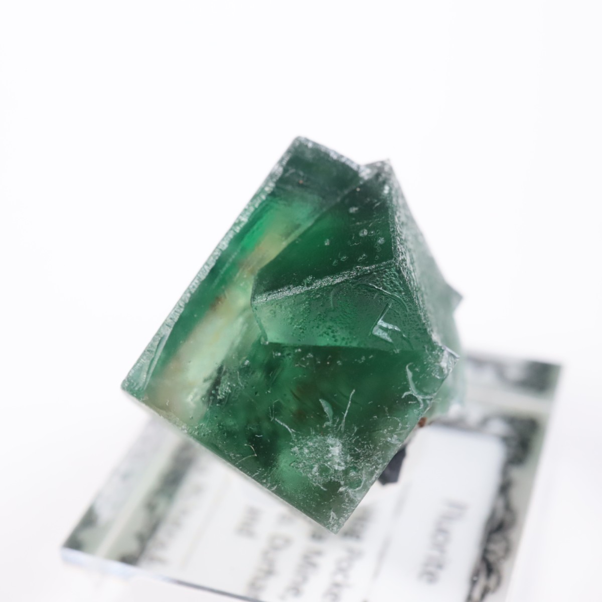 Greedy Hog Pocket�� �ե����饤��