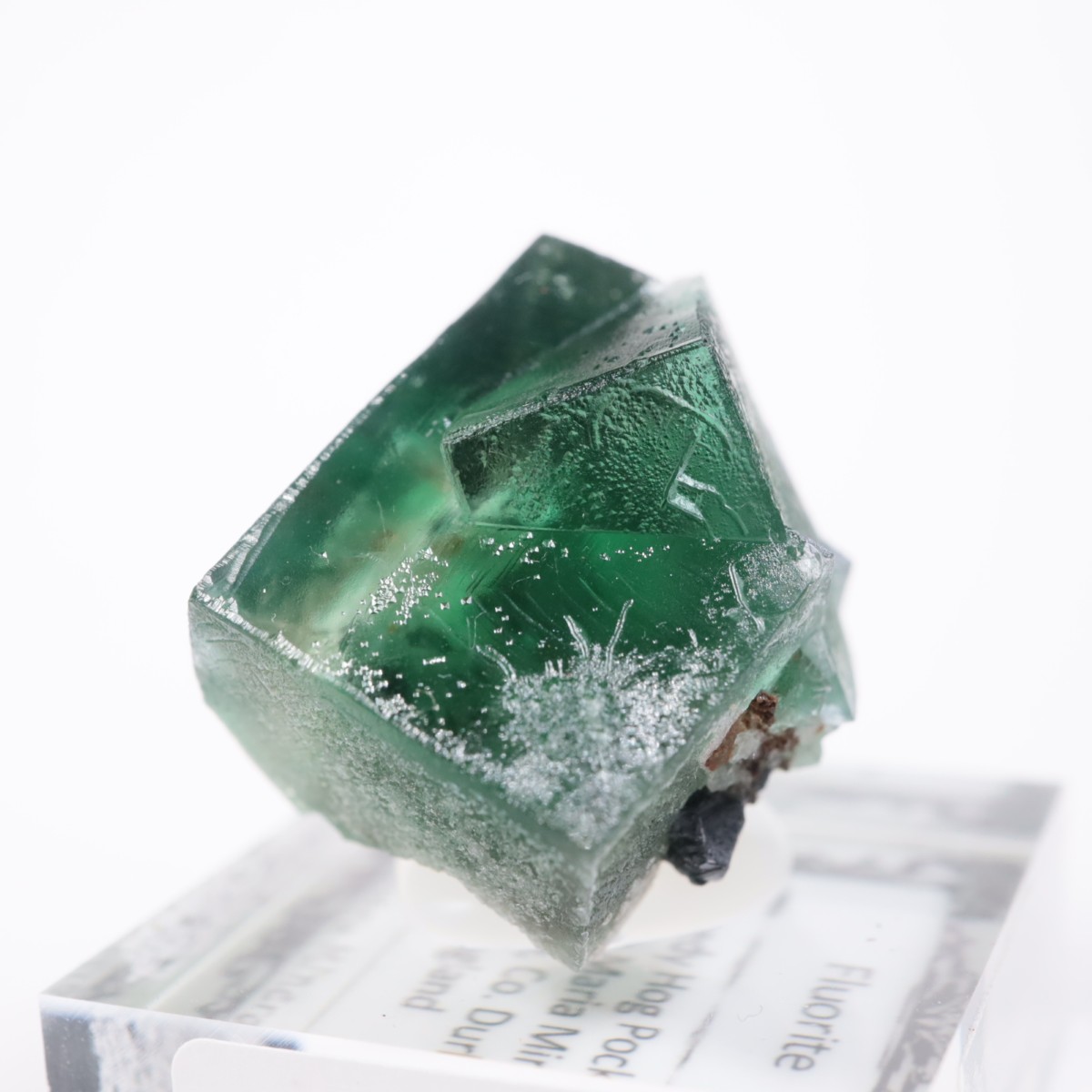 Greedy Hog Pocket�� �ե����饤��