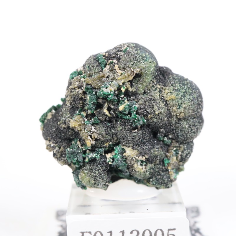 �������ȥ�ꥢ�� �ޥ饫����