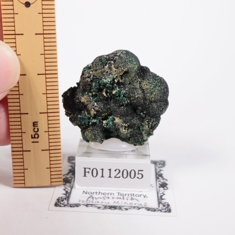 �������ȥ�ꥢ�� �ޥ饫����