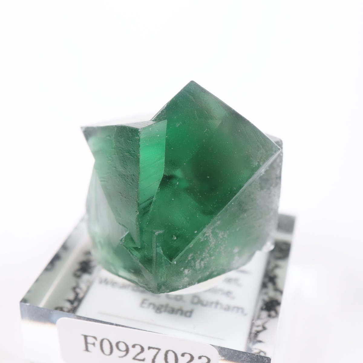 Greedy Hog Pocket�� �ե����饤��