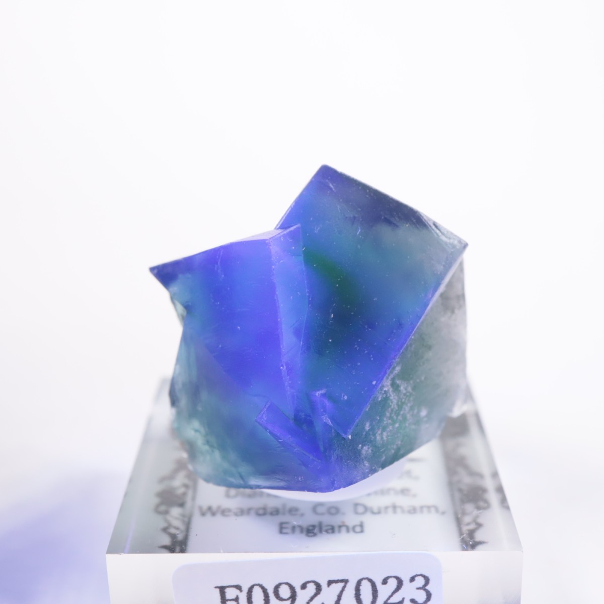 Greedy Hog Pocket�� �ե����饤��