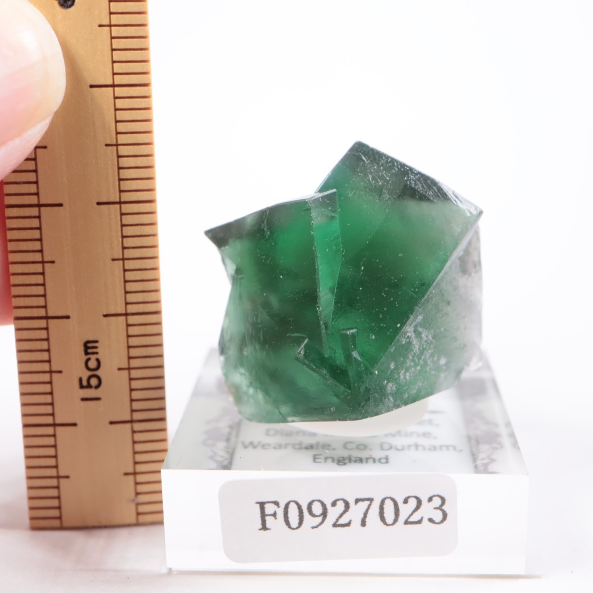 Greedy Hog Pocket�� �ե����饤��