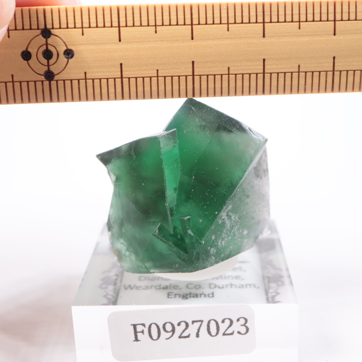 Greedy Hog Pocket�� �ե����饤��