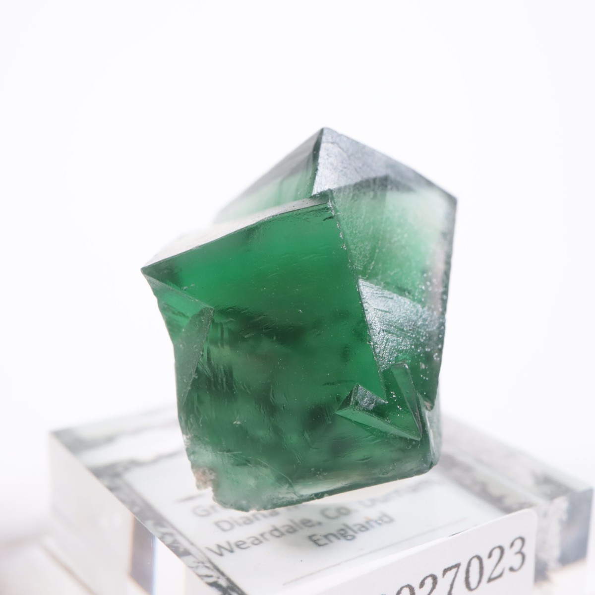 Greedy Hog Pocket�� �ե����饤��