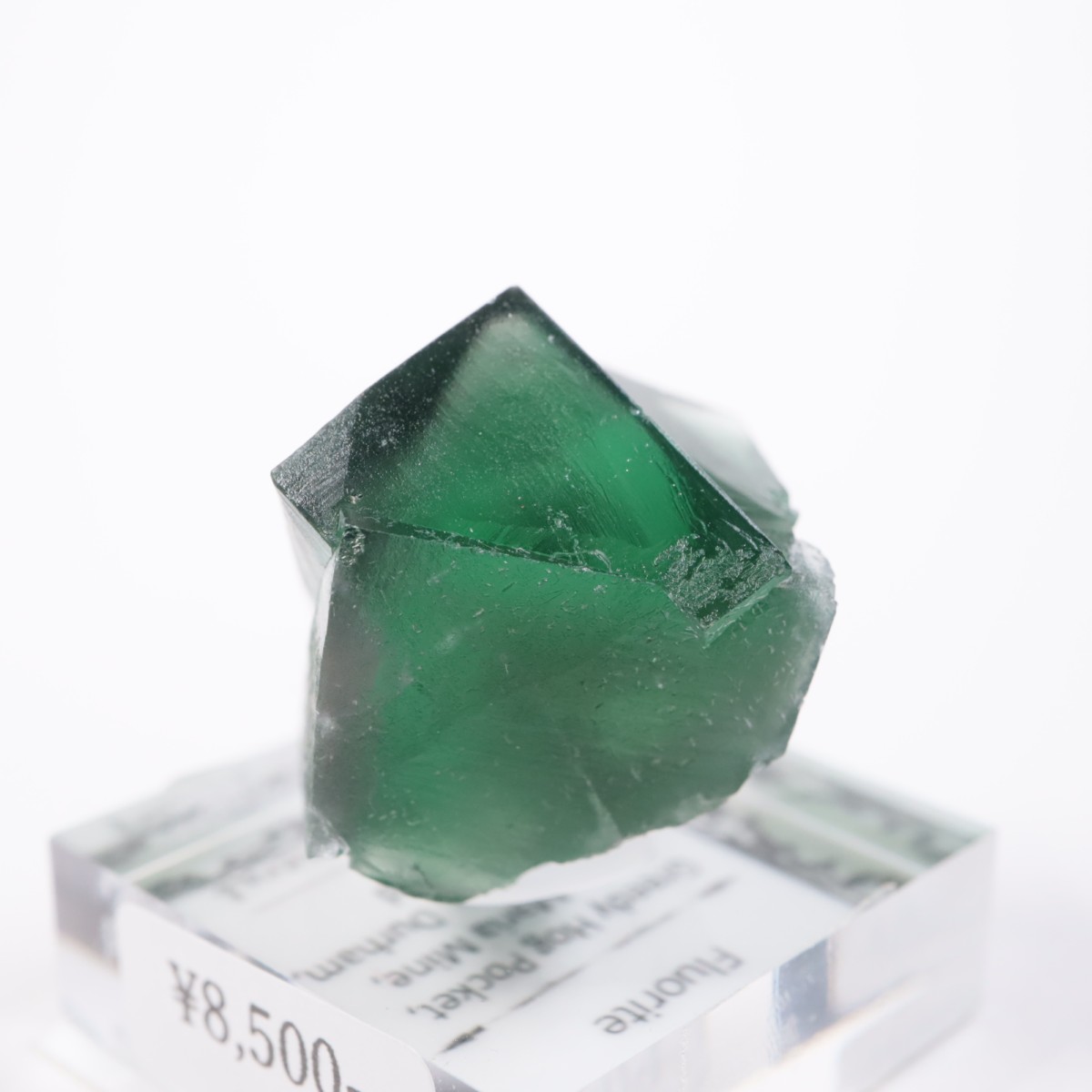 Greedy Hog Pocket�� �ե����饤��