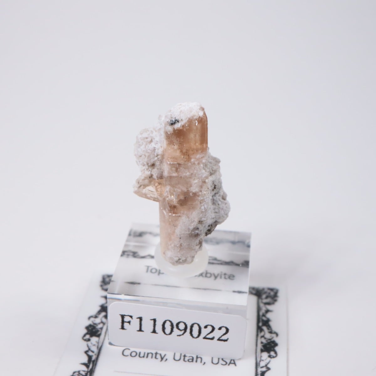 �����顼������ɹۻ� �ȥѡ������ӥ����ӥ�����