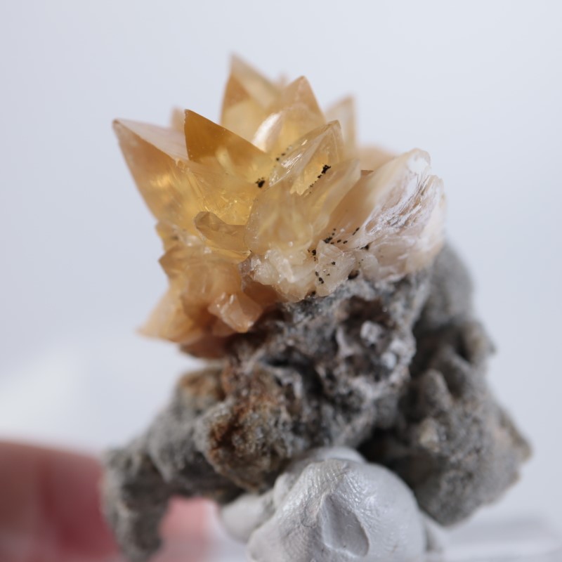 アメリカ産 貝化石カルサイト | 鉱物標本,カ行,カルサイト/方解石