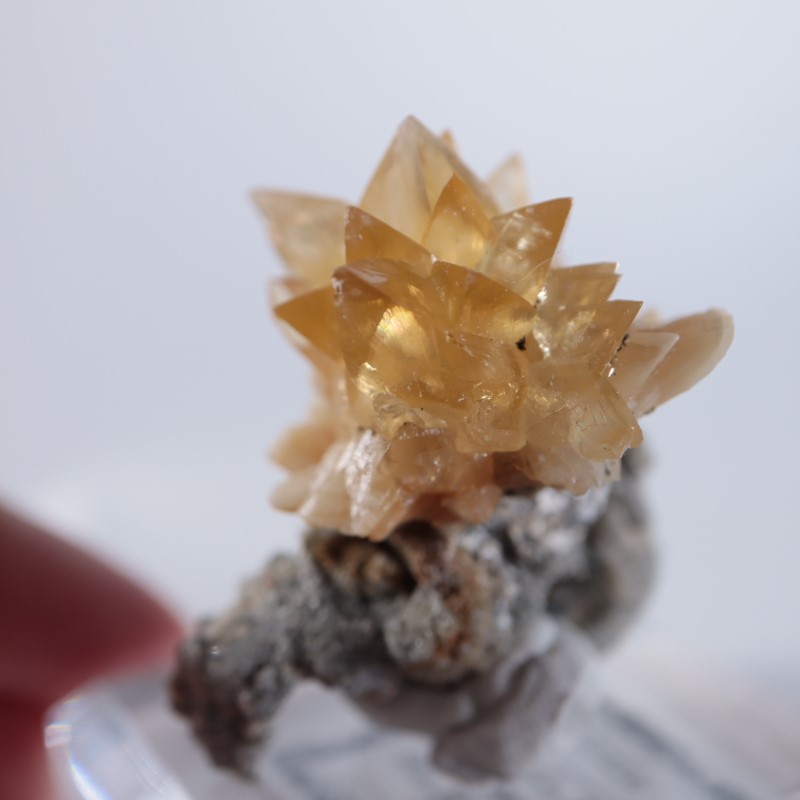 アメリカ産 貝化石カルサイト | 鉱物標本,カ行,カルサイト/方解石